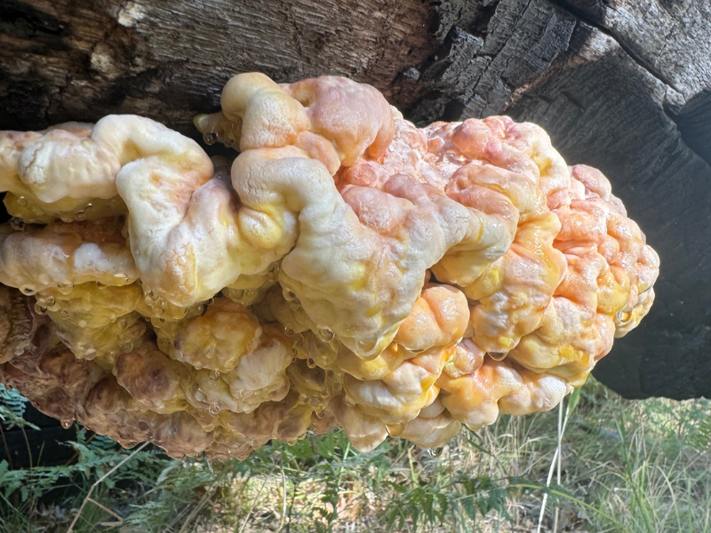 western-hardwood-sulphur-shelf.png