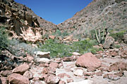 Photo of interior of Isla Espiritu Santo, Brad Hollingsworth © 2000 SDNHM