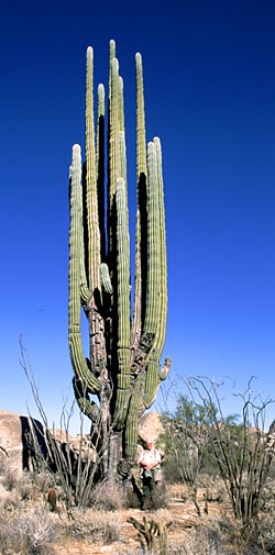 Photograph of tall cardon with man at base, Dale Clark