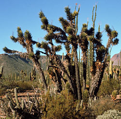 Yucca valida north of San Borja, photo by Reid Moran